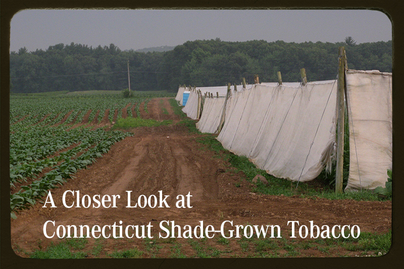 Tobacco | Connecticut Shade-Grown